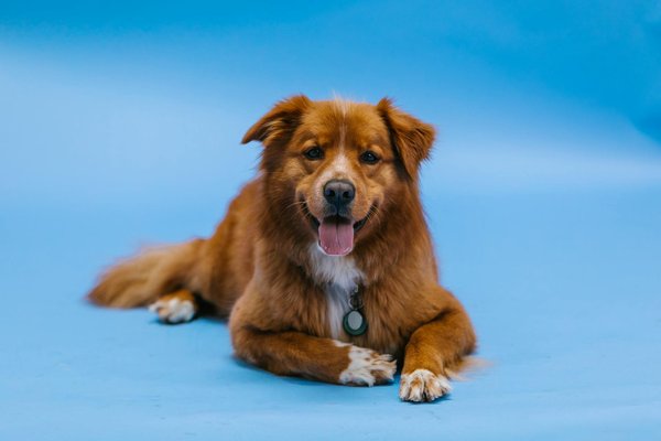 ¿Cómo puedo entrenar a mi perro para que se quede solo en casa sin ansiedad?